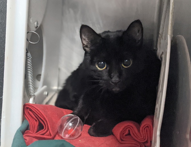 THERE ARE 30 ANIMALS (13 CATS &amp; 17 DOGS)  AT RISK FOR THURSDAY 10/12/23 DEADLINE IS NOON. PLEASE SHARE, FOSTER, ADOPT, TAG FRIENDS, POST TO SOCIAL MEDIA SITES, PLEDGE TO HELP SAVE THEIR LIVES. NEW PHOTOS