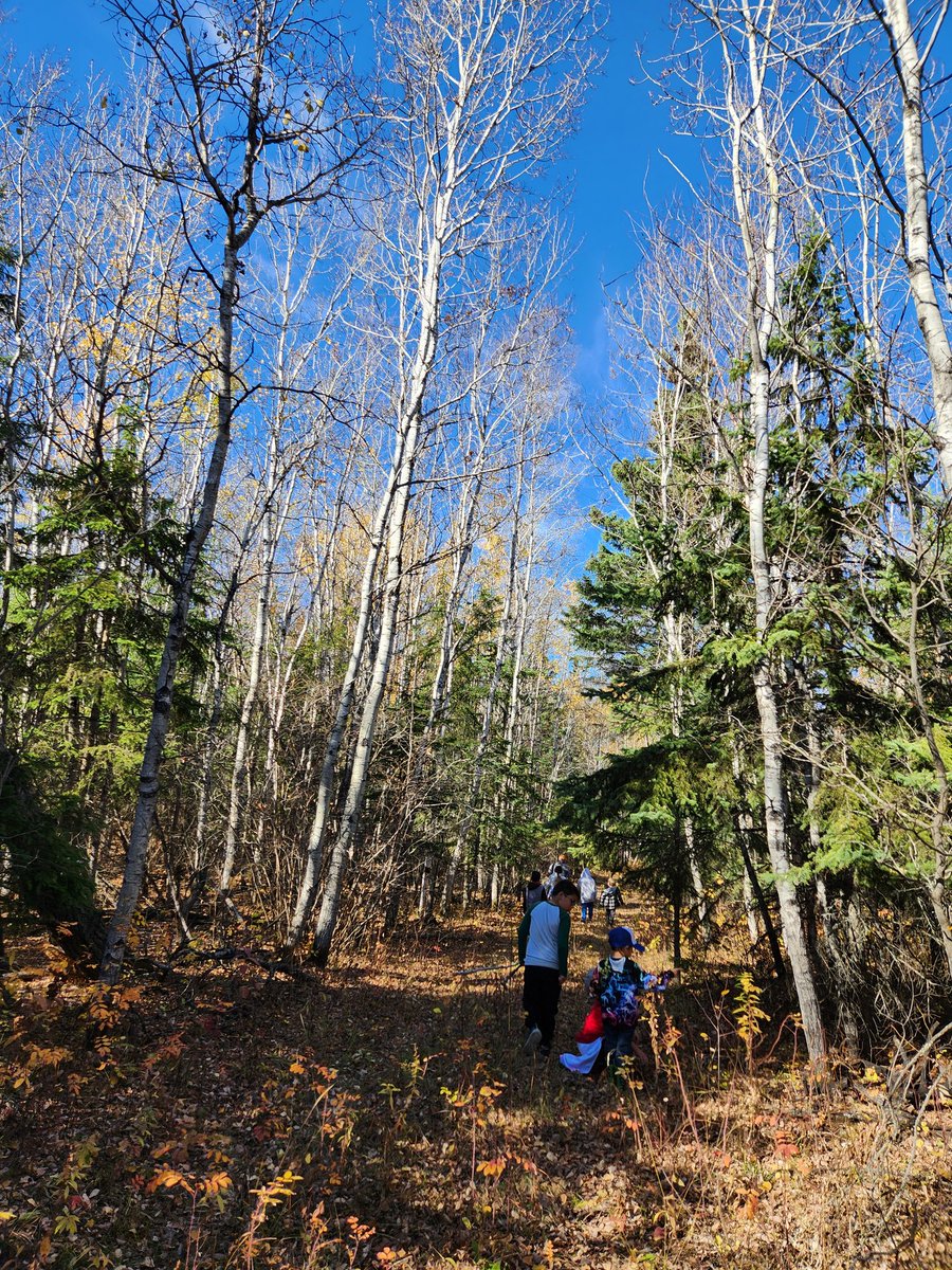 ReilkoffT's tweet photo. Grade 1 and 2 went to askiy-kamik this afternoon and the most heartwarming response as soon as she stepped off the bus, "I sure have missed this place."
#outdoorlearning
#mpscpssd
#ForestSchoolBlaineLake
#cultural #learningoutside
#connectiontoplace
#5senses https://t.co/VZAf1Of8WC