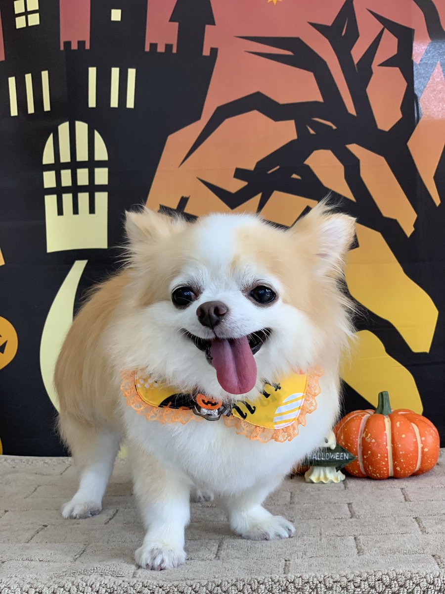 petsalonbarm's tweet photo. きららちゃん♡ https://t.co/M0SqSddx0h