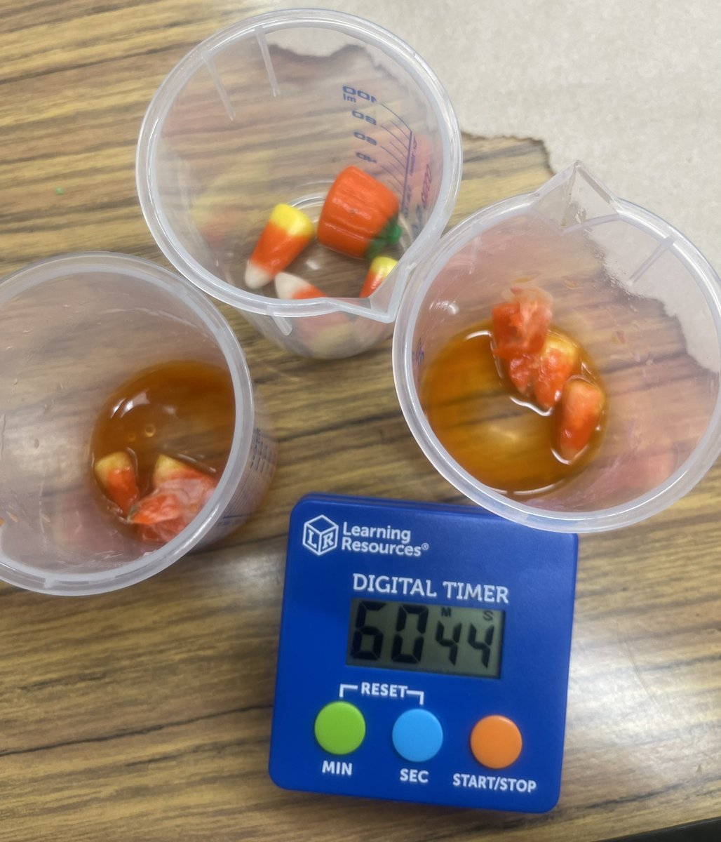 acoleman1913's tweet photo. Test It Tuesday: Disappearing Candy Corn 🎃

Our resident scientists predicted which liquid would dissolve candy corn the fastest.
 
Water, alcohol, vinegar (left to right)

It was neck and neck between water and vinegar, but after 60 minutes, look what happened! 

Which one won? https://t.co/2x1rSmrmiR