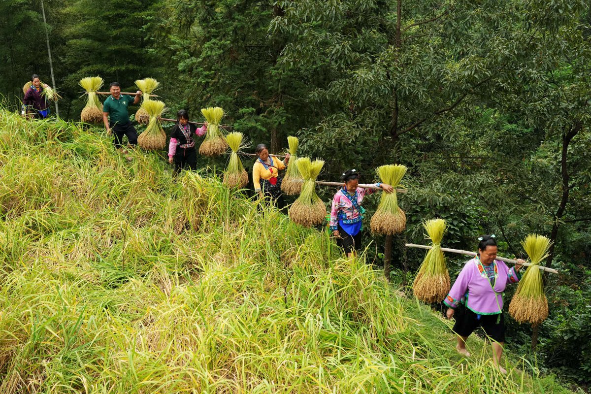 Farmers in Liuzhou, Guangxi are busy cutting and picking rice while ...