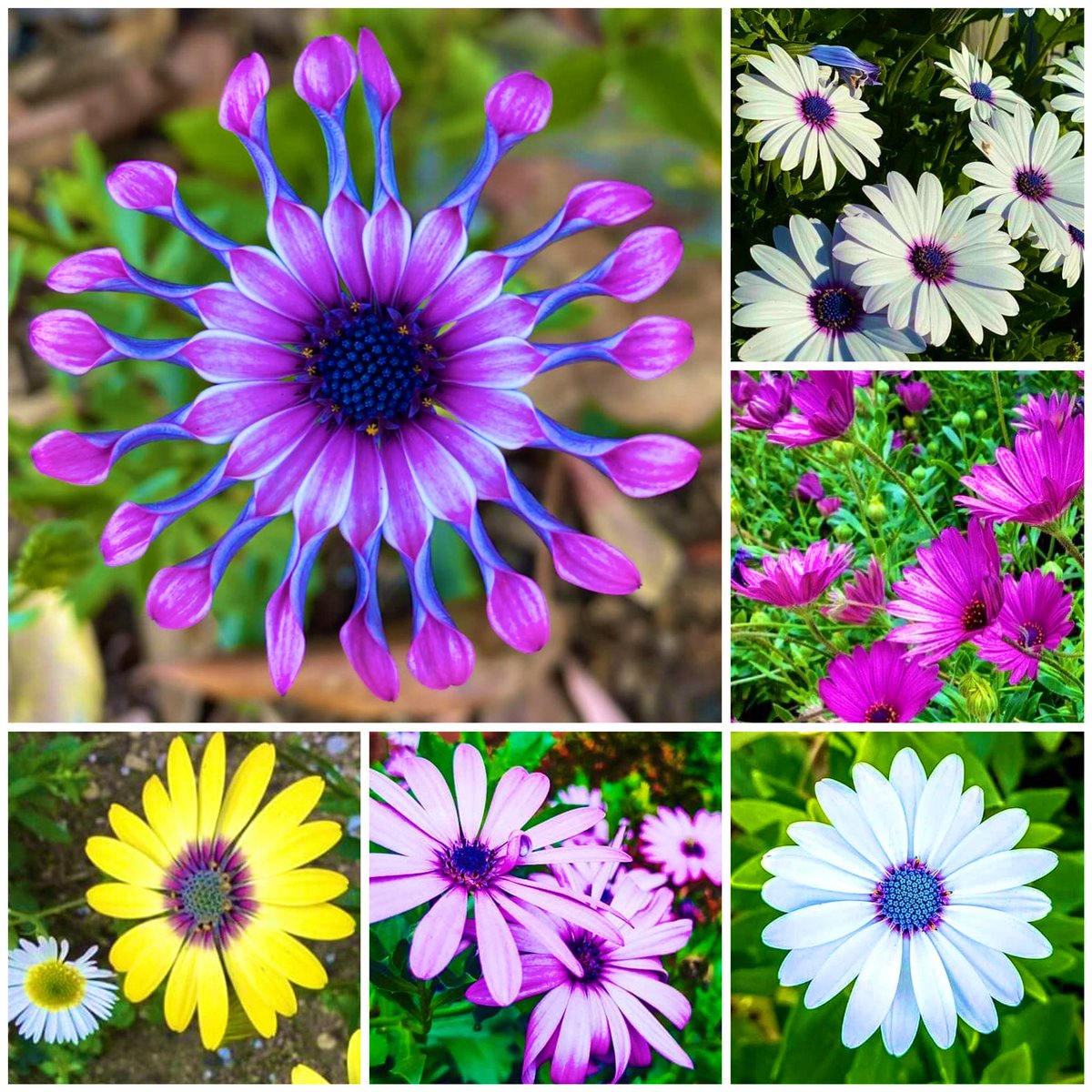 #flowers Osteospermum #mygarden