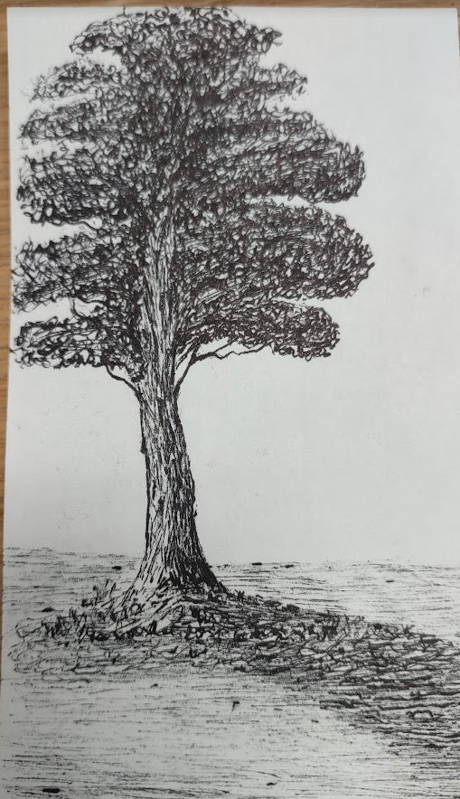 JonMarshall's tweet photo. @freewayml I drew this tree on the back of an index card using a pen, then used #freewayml to 'enhance' it using the prompt; "A drawing of a tree on a piece of paper, pencil sketch" #AIArtwork
Do you notice what details it decided to add?