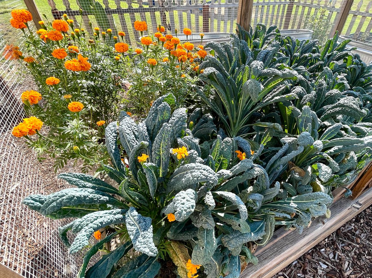 We're back! Woo-hoo! Kicking off our 9th year <a href="/oakparkusd/">Oak Park USD</a> custom plant science &amp; gardening prog. This year's theme: FOOD! Where does it come from? How does it grow? How is farming/agriculture so important yet so destructive? Food footprints, waste &amp; food insecurity. Let's learn!