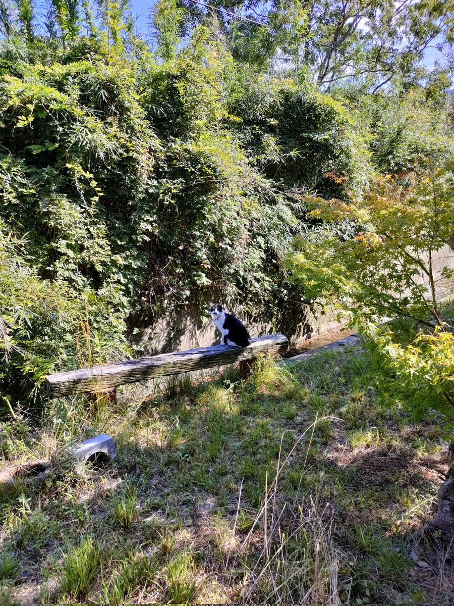 おはようございます☀緑🌿と一体化して分かりにくいですがお天気がよく日光浴してます🐾☀
今日も素敵な一日になりますように🌈