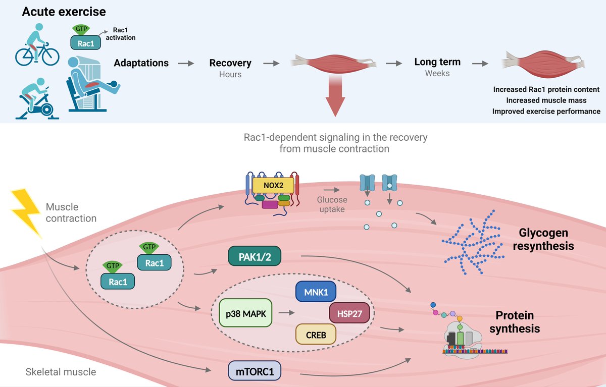 From what started as a thesis during Master's, is now (finally) ready as a manuscript!!😃

We here show the importance of Rac1 in the hours after muscle contraction and in response to exercise training💪 

A huge thanks to everyone involved the last 7 years or so - thank you!😊