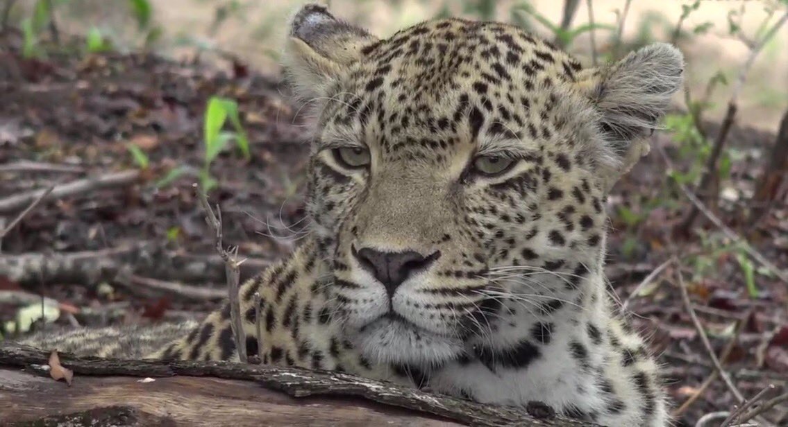 MichaeFleetwood's tweet photo. How times have changed since this screenshot of Karula was taken November 16, 2016. Both in the bush and here on Twitter/X. #SafariLiveEra #Karula #WildEarth #PDTV https://t.co/WWdoiTpzyd