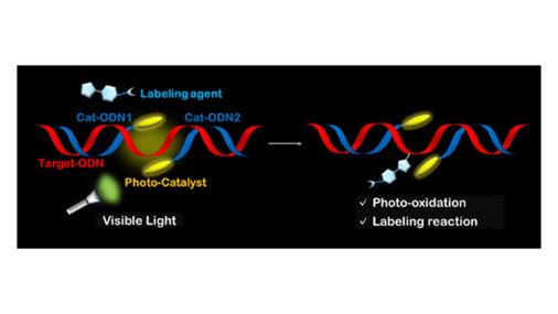 CSJjournals_jp's tweet image. #NucleicAcid  | #Photocatalyst | Labeling
鬼塚和光先生・永次史先生 @team_tagen (東北大学) 
#核酸 #光触媒 #光化学 #論文紹介 #有機化学

journal.csj.jp/doi/abs/10.124…