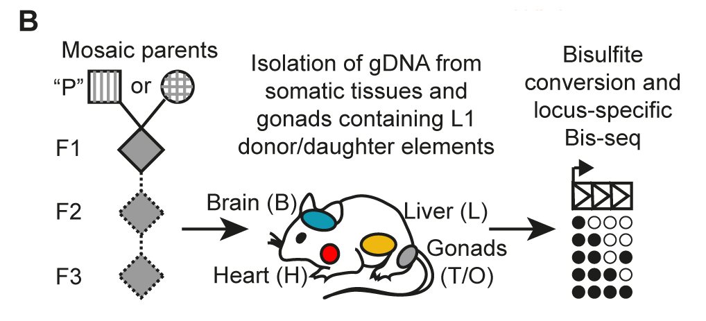 Sandy Richardson (@richardsonl1lab) on Twitter photo 🐭🧬Our paper on locus-specific mouse L1 activity and regulation, led by the indomitable <a href="/Patricia_Grds/">Patricia Gerdes</a> is out <a href="/genomeresearch/">Genome Research</a>!🧬🐭
This study evolved from a simple question: what defines the mutagenic potential of a new L1 copy in vivo?
genome.cshlp.org/cgi/content/lo…
A thread:
1/n 🐭🧬Our paper on locus-specific mouse L1 activity and regulation, led by the indomitable <a href="/Patricia_Grds/">Patricia Gerdes</a> is out <a href="/genomeresearch/">Genome Research</a>!🧬🐭
This study evolved from a simple question: what defines the mutagenic potential of a new L1 copy in vivo?
genome.cshlp.org/cgi/content/lo…
A thread:
1/n