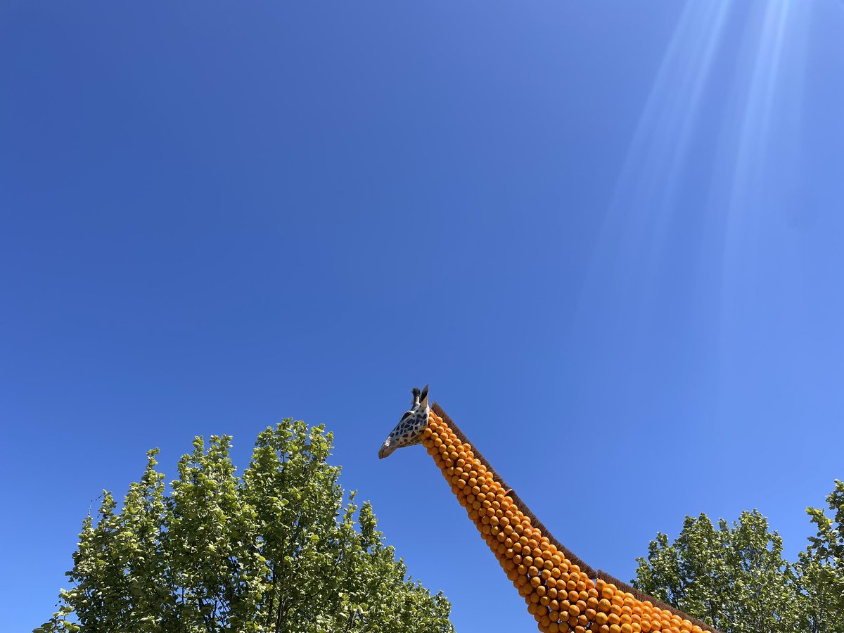 The Giraffes look weird here in Griffith.