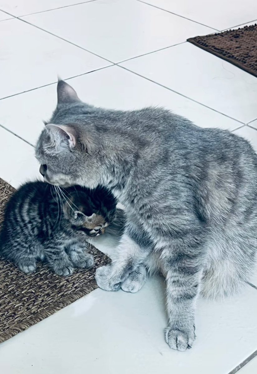 keunjah1207's tweet image. Happy 1st birthday pichi, maku, menggay, timtim de dios suson 🎂🥳 Kuro and Saoirse de dios suson's kittens.

#KURSE #KENTIN fur grand kittens
