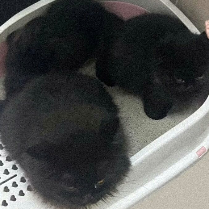 keunjah1207's tweet image. Happy 1st birthday pichi, maku, menggay, timtim de dios suson 🎂🥳 Kuro and Saoirse de dios suson's kittens.

#KURSE #KENTIN fur grand kittens