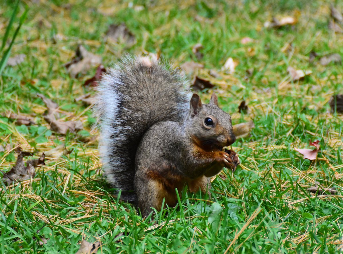 yanneyboy1's tweet photo. Autumn vibing with one of my furry buddies
✌😏🍂🐿 

#greysquirrel #furryfriend #autumnscene https://t.co/vguWVrAgHV