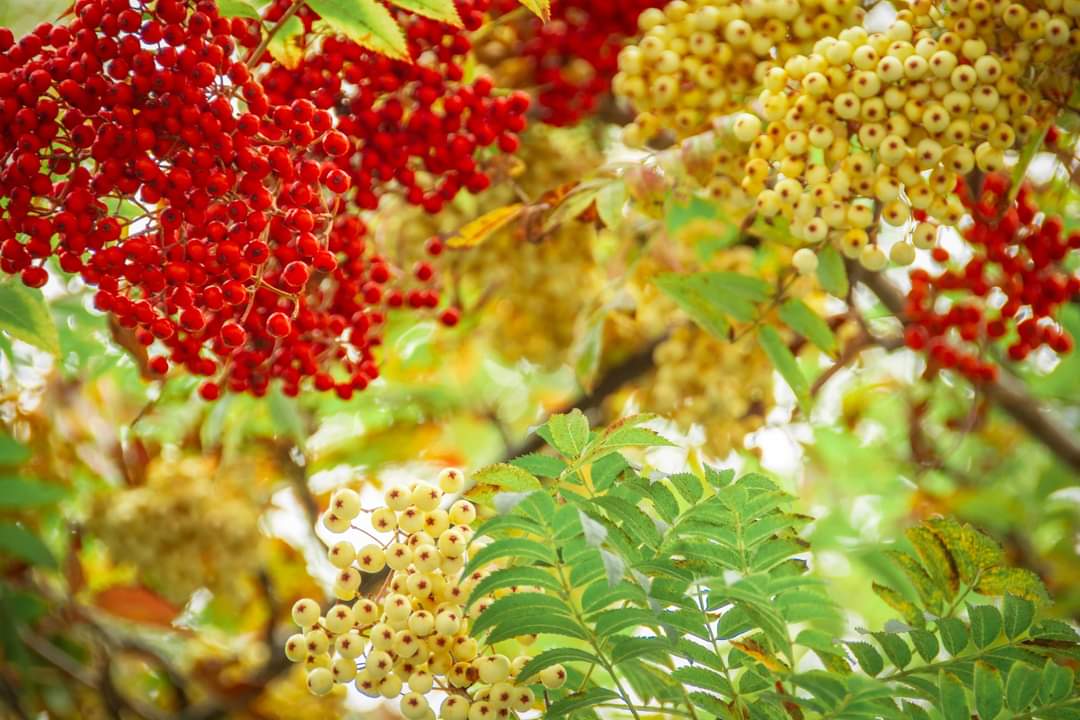Colourful Sorbus berries and foliage to brighten the day!