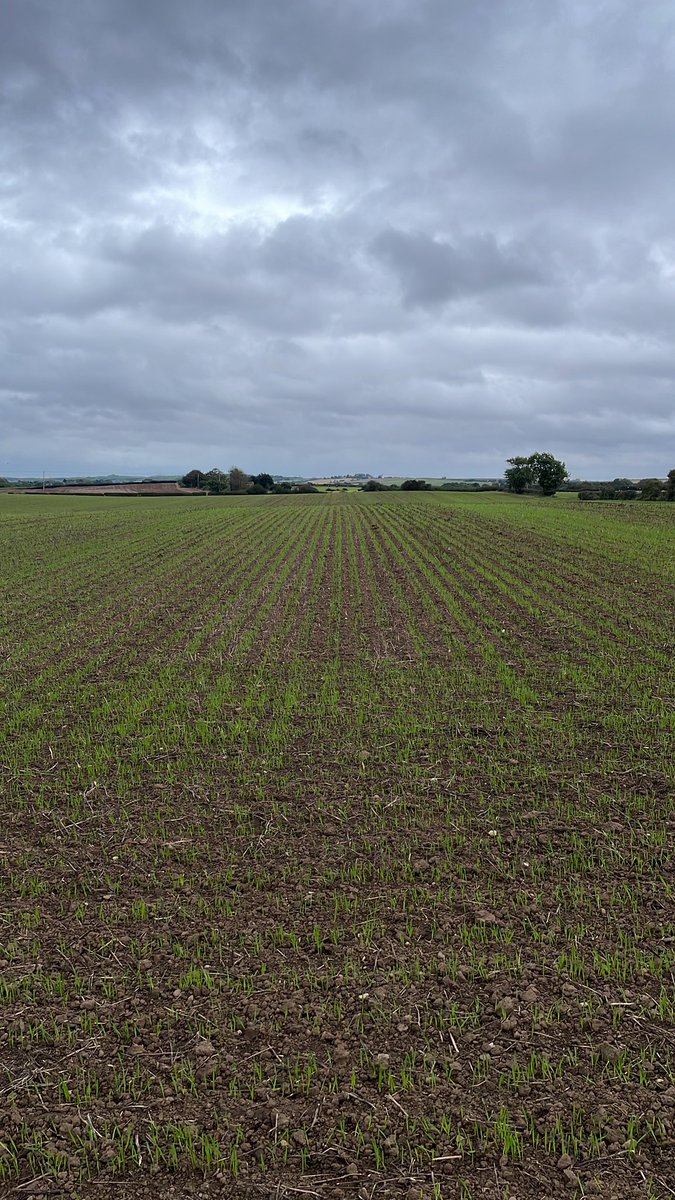 Jamesspick's tweet image. KWS Palladium out of the blocks nicely ex lupins/beans. Reasonable slug pressure