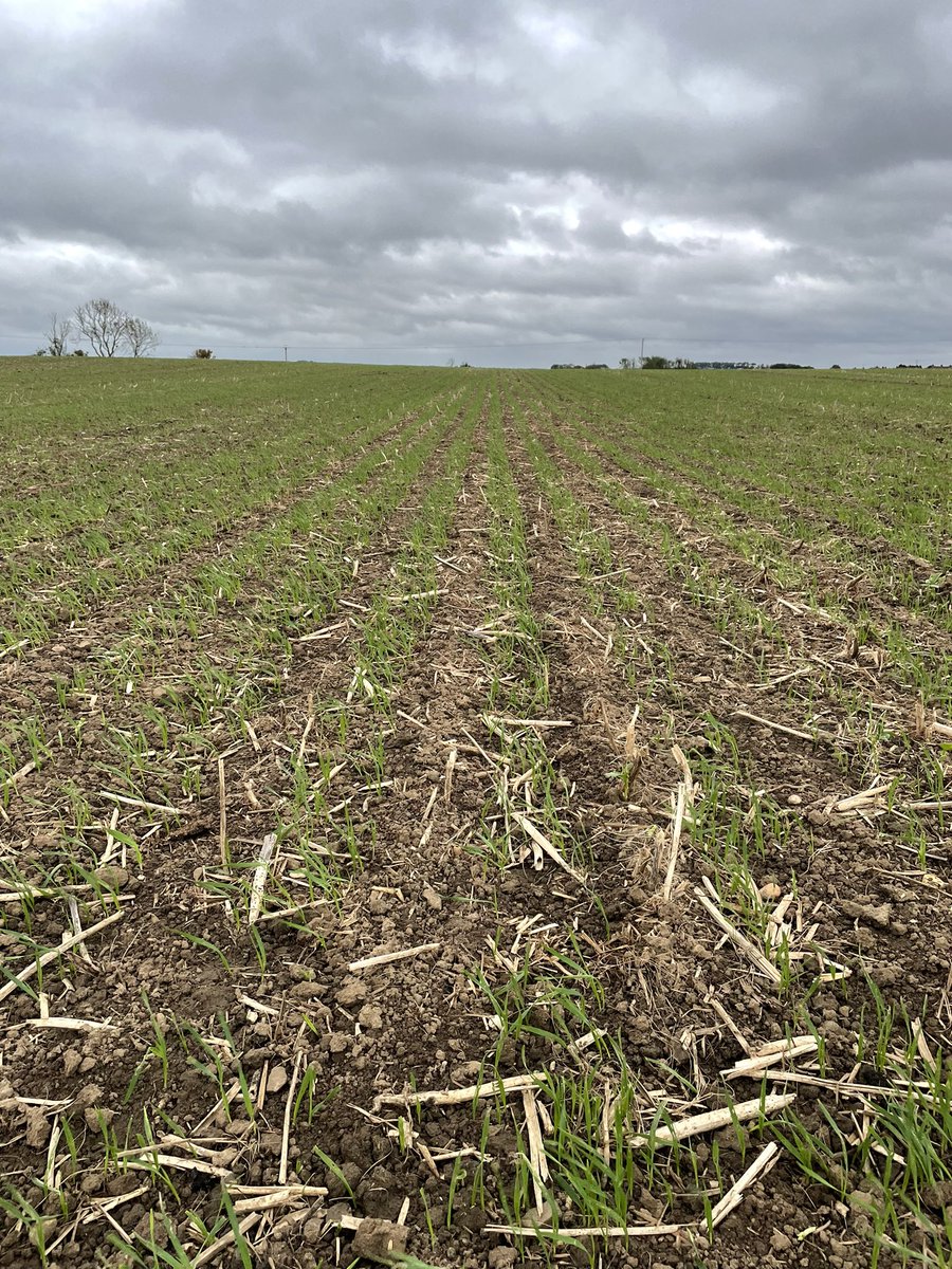 KWS Palladium out of the blocks nicely ex lupins/beans. Reasonable slug pressure