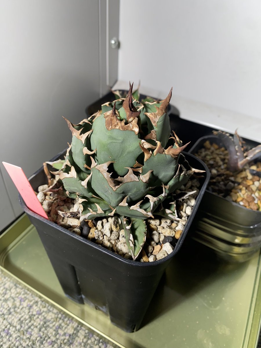 HighREP008's tweet image. アガベデビューしました😊