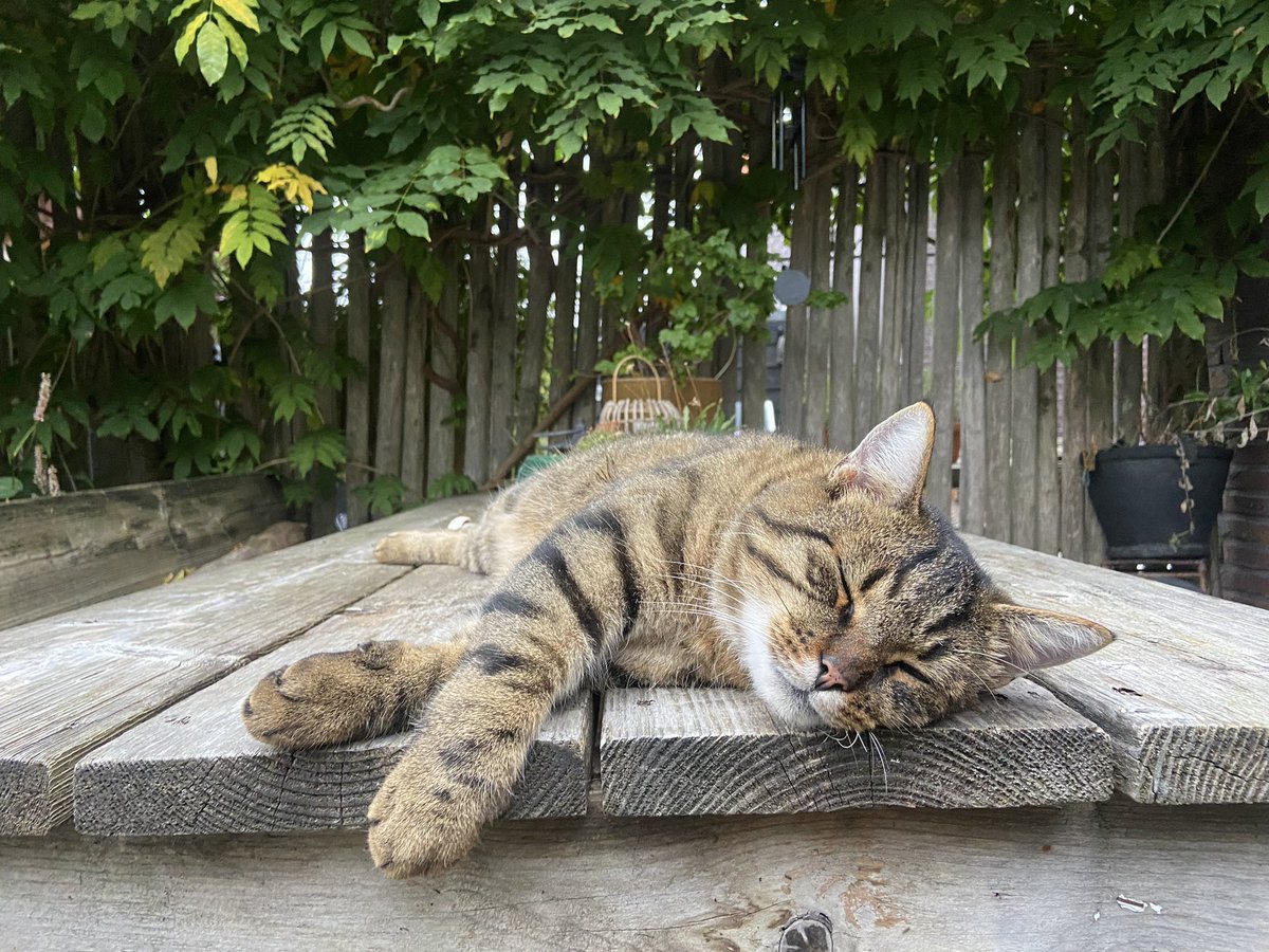 Ritter_Alex's tweet image. #Catsoftwitterx