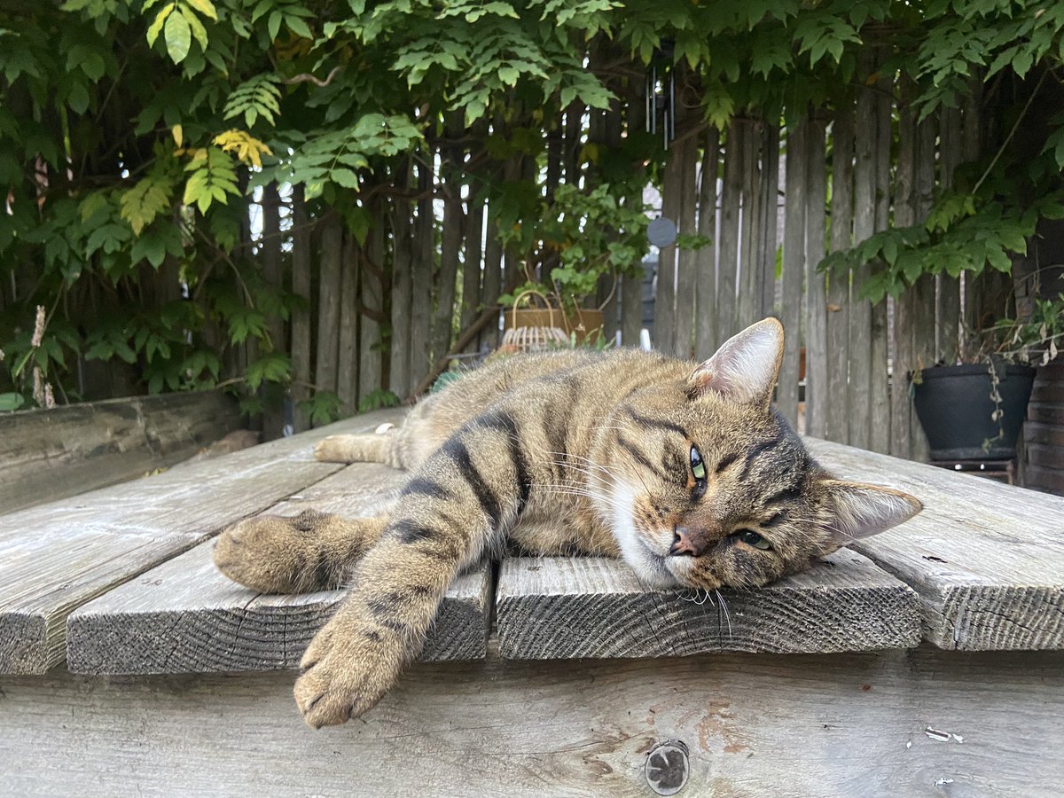 Ritter_Alex's tweet image. #Catsoftwitterx