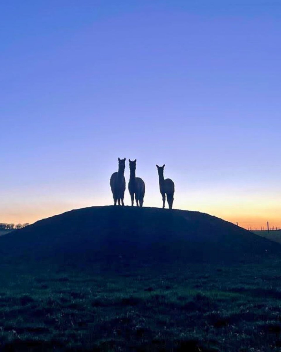 West Wight Alpacas tweet media