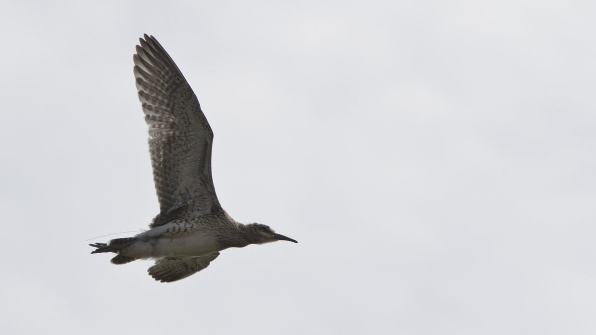 NEW PAPER on juvenile migration! It is open for everyone, here: onlinelibrary.wiley.com/doi/10.1111/ib… #waders #shorebirds #whimbrel #ornithology #OpenAccess