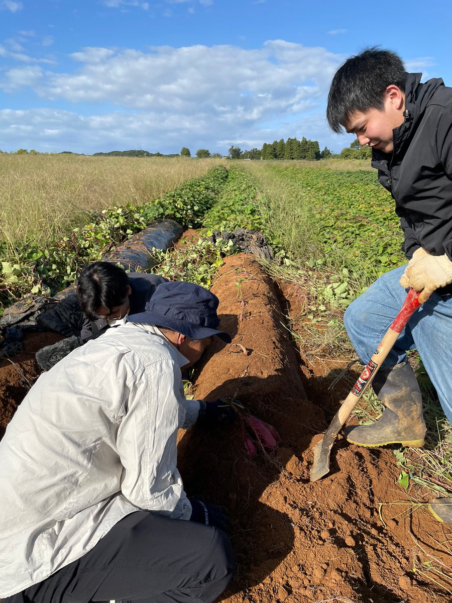 itec__official's tweet photo. ＼北陸支店ニ���ース📰／
#カターレ富山 #食農プロジェクト 9回目🧑‍🌾
#アイ・テック 北陸支店からは子どもを含めて4名で参加させていただきました💪
今回はついに収穫🍠
苗植えの作業から携わってきてこの収穫をずっと楽しみにしていました☺️
次々と芋が出てきて、大人も子供も楽しんで夢中に✨ https://t.co/GndUbHEhYY