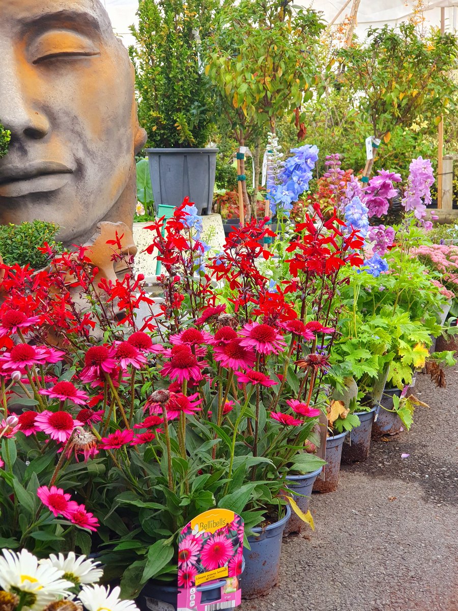 La pépinière de votre Jardinerie <a href="/CapVegetal/">Jardinerie CAP VEGETAL</a> de Lieurey s'est parée de ses plus belles couleurs 🌸🤩
#vivaces #graminées #vegetaux #fleurs🌸 #pepiniere #decorationjardin #decorationinterieur #vegetal #jardin #jardinerie