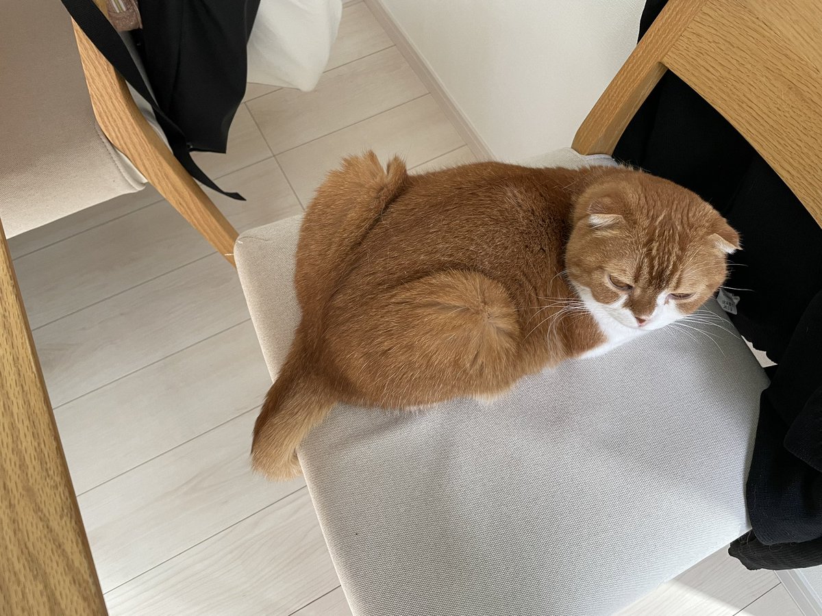nico25sco's tweet photo. 椅子が占領された…。

#猫 #猫好きさんと繋がりたい https://t.co/gDE4snm5Jv