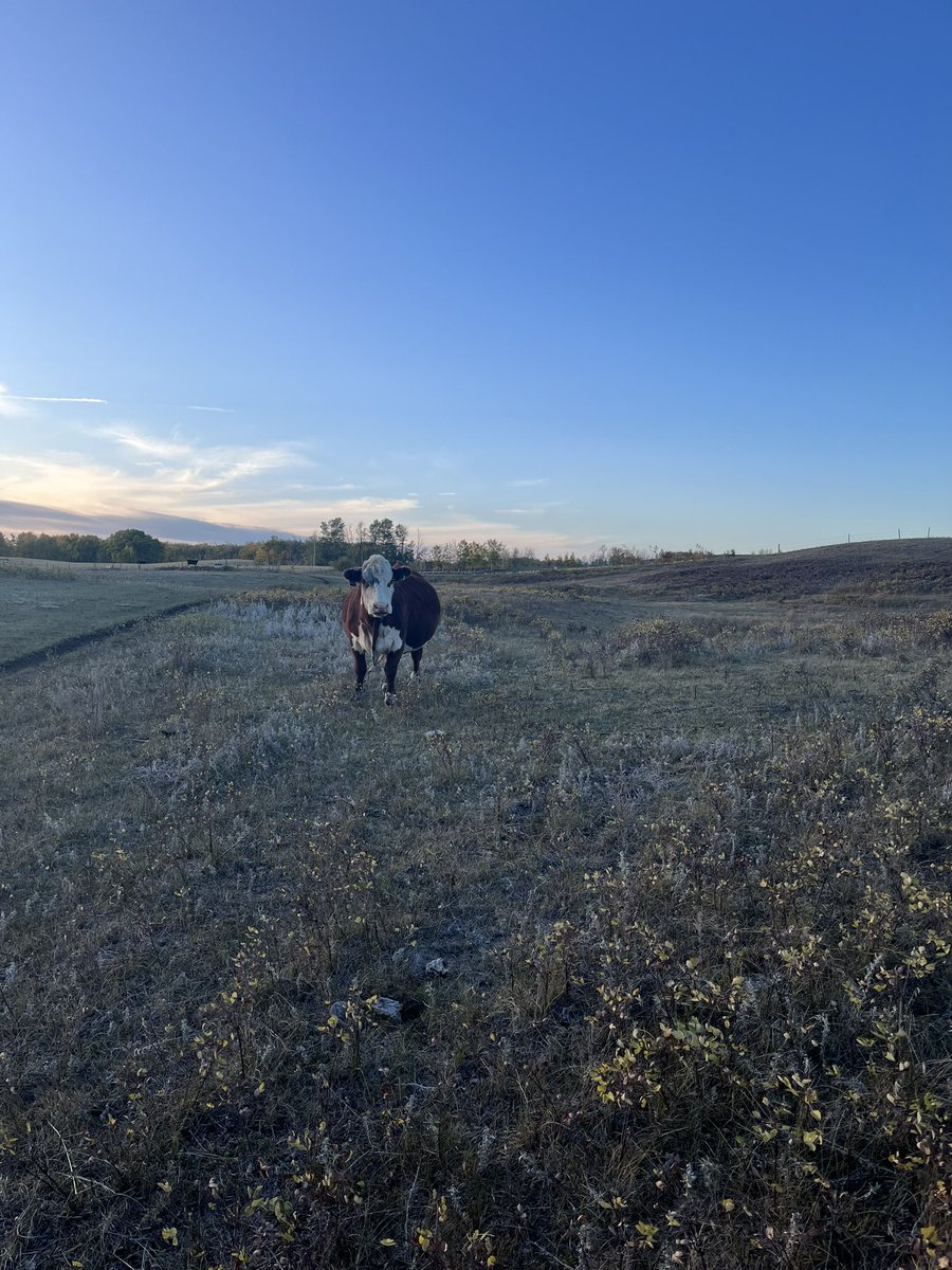 JStankievech's tweet photo. Bought this cow in 2012 from a neighbour as my first 4-H heifer project. She’s proof that longevity is achievable in a cow herd. 11 years old, raising good offspring, and fat as ever! #Herefords #4-H https://t.co/MmRt78S2e8