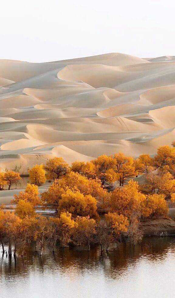 پسندیدہ رنگ "اکتوبر"  ۔۔۔🍁🍂💛