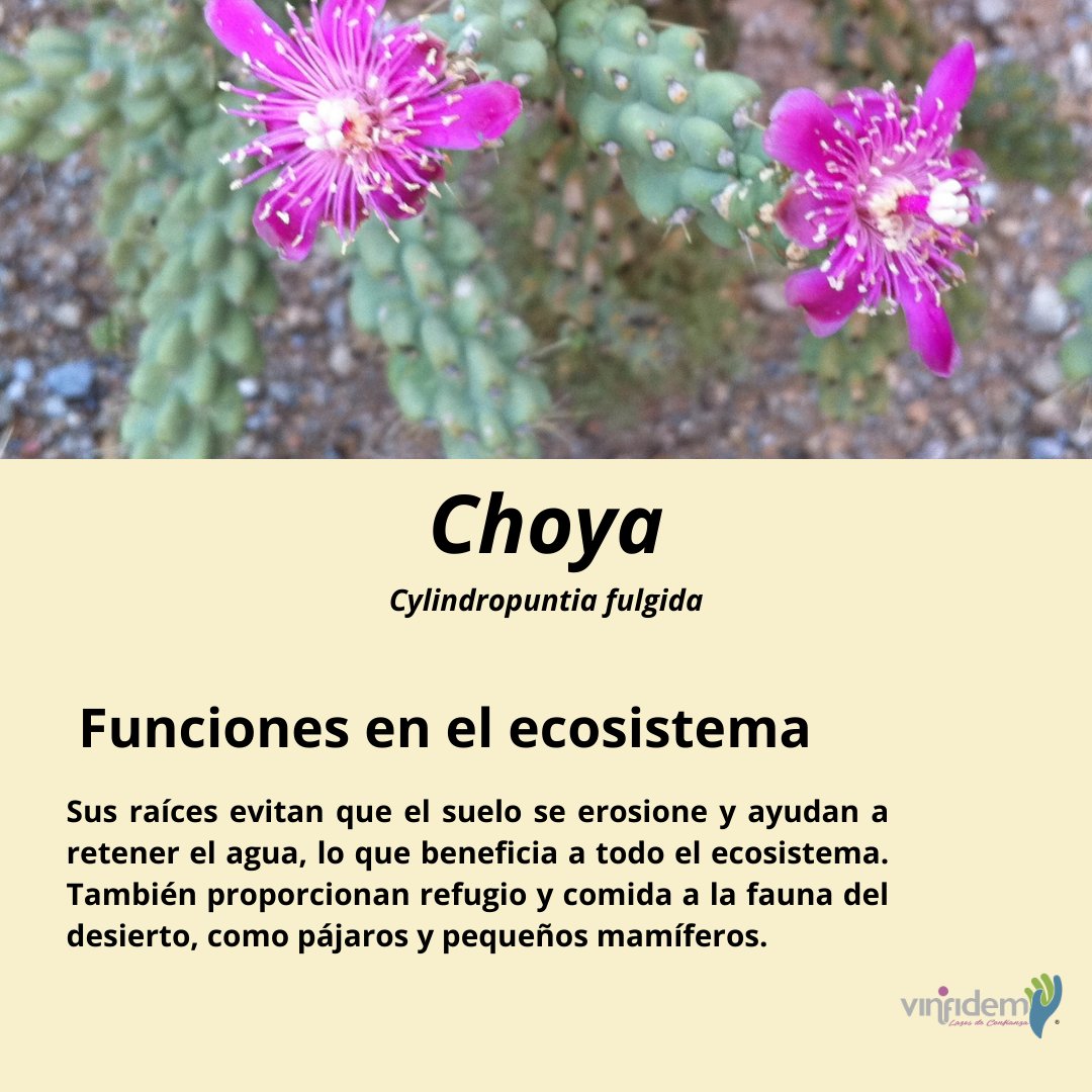 vinfidem's tweet photo. Hoy es el Día Mundial de las cactáceas🌵Se conocen casi 1400 especies y México alberca 669.  Protégelas, evitar comprar cactus sin conocer su procedencia legal.
#Cactáceas #Pitaya #Sahuaro #Cactus #díanacionaldelascactaceas #México #Sonora #Desierto #Naturaleza https://t.co/YYJJnlkV2H