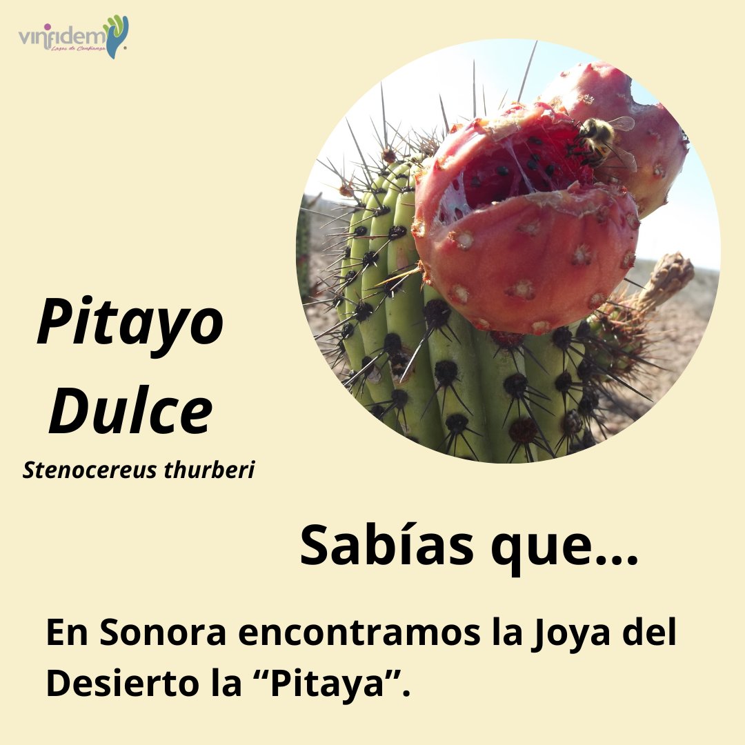 Hoy es el Día Mundial de las cactáceas🌵Se conocen casi 1400 especies y México alberca 669.  Protégelas, evitar comprar cactus sin conocer su procedencia legal.
#Cactáceas #Pitaya #Sahuaro #Cactus #díanacionaldelascactaceas #México #Sonora #Desierto #Naturaleza