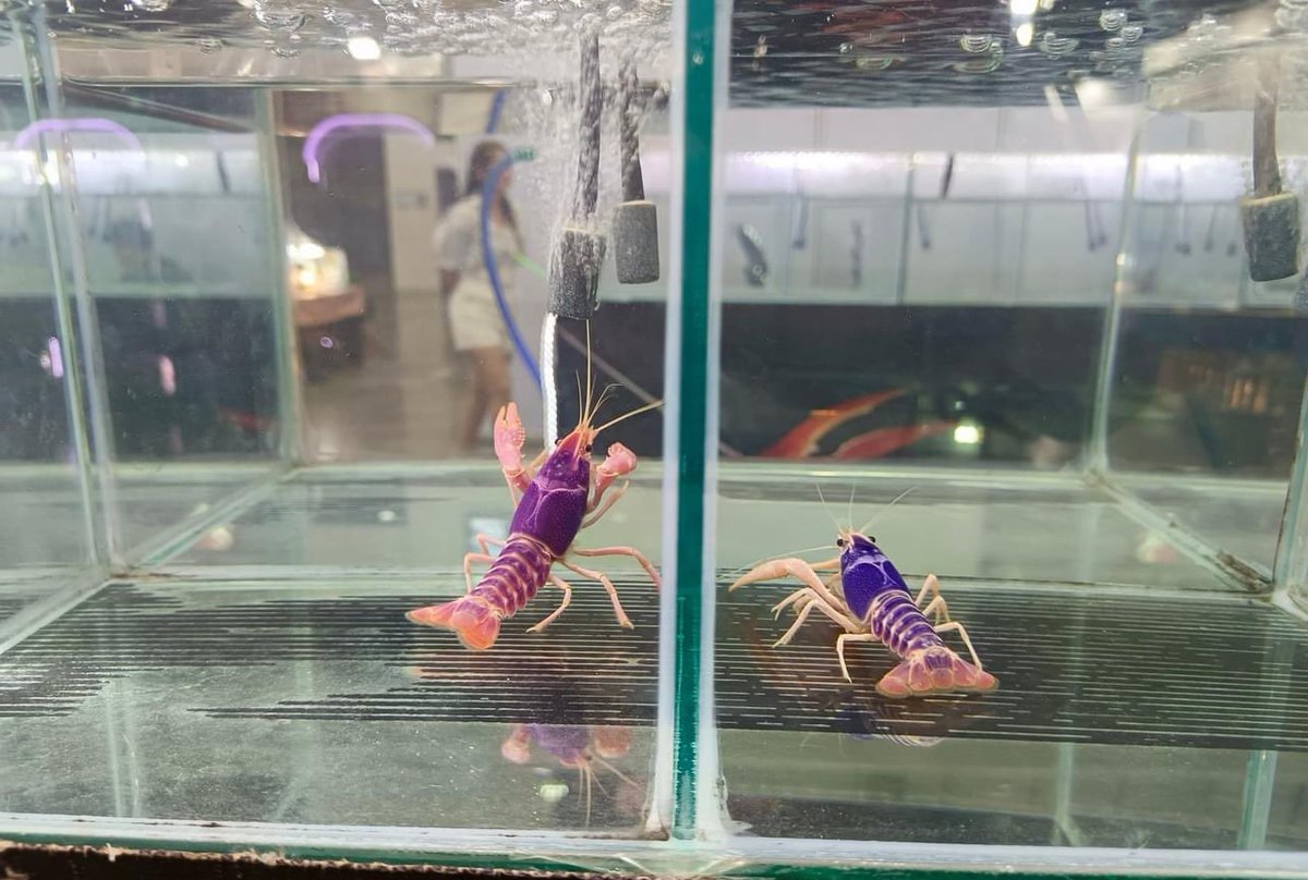 Pink Devil comes to show off her beauty in the crayfish contest.
