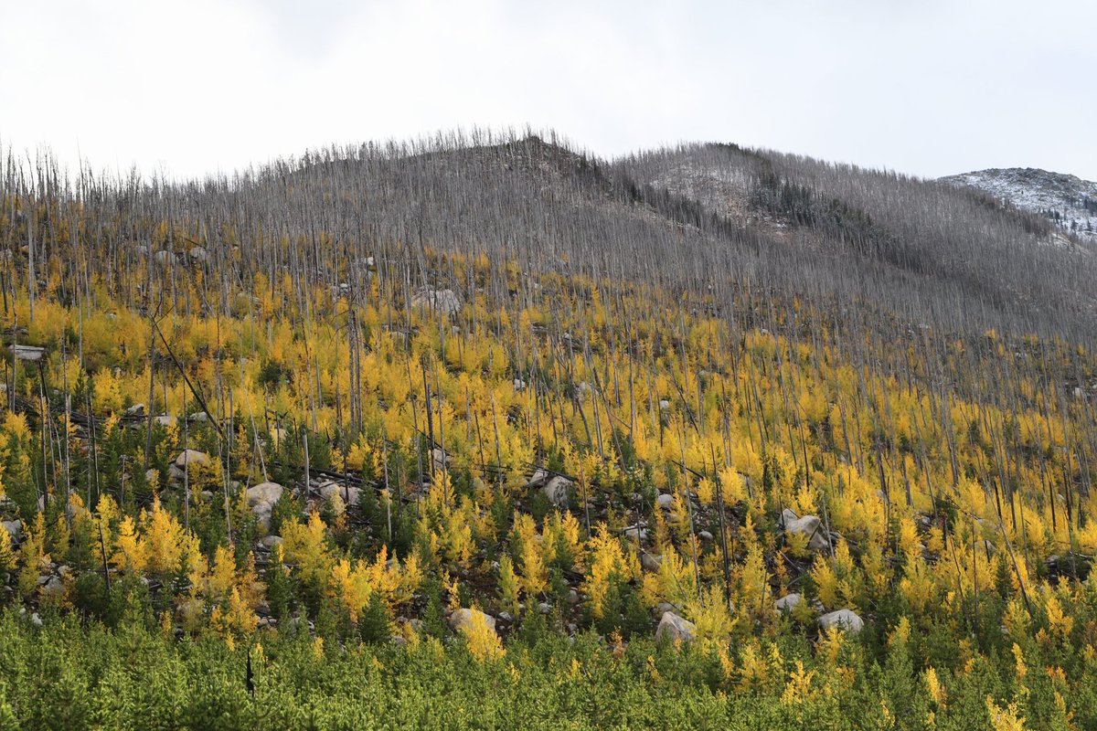 May I please get 2 followers to copy and re-post this tweet? I'm trying to demonstrate that someone is always listening.

#SuicidePrevention 
1-800-273-8255
Call or text 988

Just two. Any two.