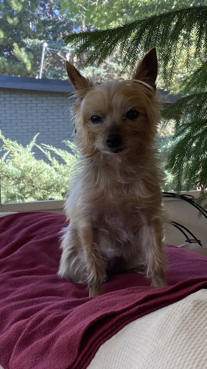 lizzie_bear2016's tweet photo. #ZSHQ Really Momπ OK, Iβll tell it again! Last time though Pffttt! I saw 5 Zombies in the yard and chased them Up & Over the fence & they hightailed it right out of the neighborhood! Ok? Whereβs my snack π₯° https://t.co/fj1ORdYbk4
