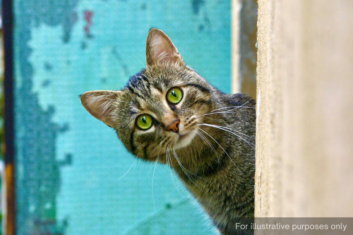 NewsBFM's tweet photo. 1. A laboratory at the Science Department of the Institute of Teacher Education in Gelugor, Penang was evacuated yesterday, after a cat caused a chemical spill.

The cat was said to have snuck into the laboratory and knocked over 10 bottles containing liquid sodium dihydrogen. https://t.co/4dElkPG6OP