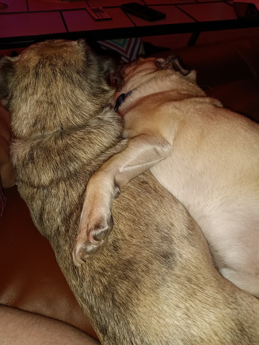 azdowney2288's tweet photo. @Bruadarach_labs Sibling pug love https://t.co/qD2ZdXhZ52