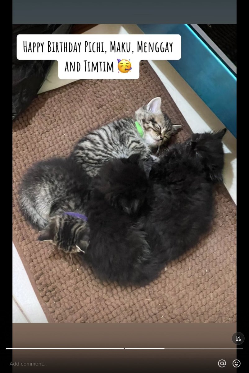 sunmoonkentin's tweet image. Happy 1st birthday, kurse's kittens Pichi, Maku, Menggay and Timtim de dios suson 🎂😻

#KURSE #KENTIN