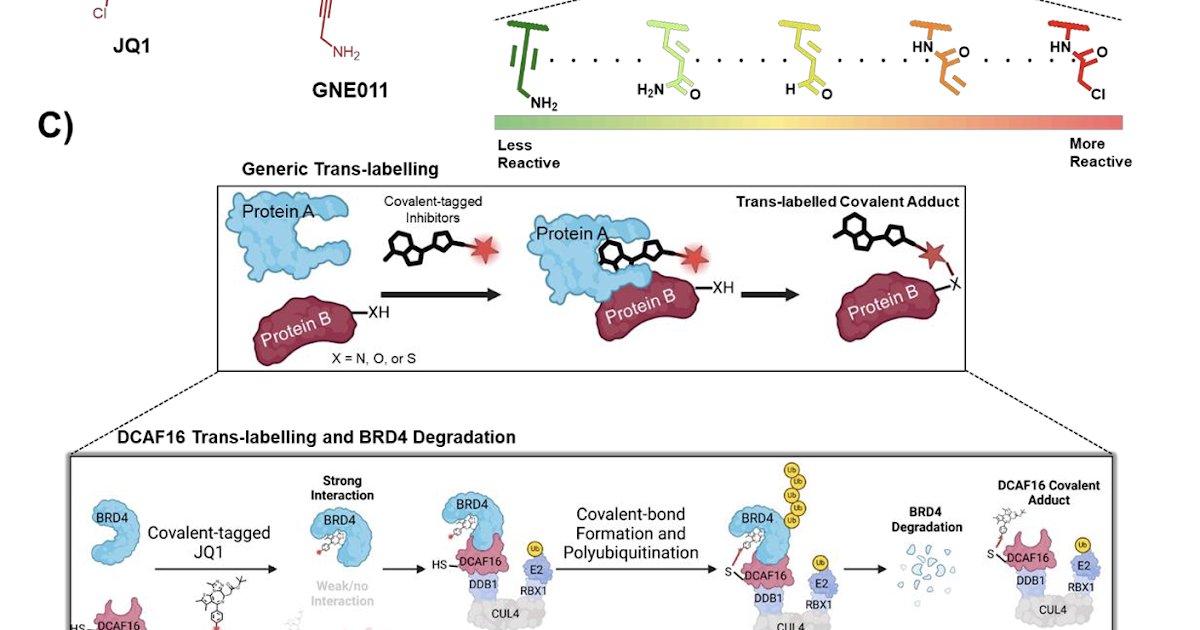 CovalentMod's tweet image. Exploration of the Tunability of BRD4 Degradation by DCAF16 Trans-labelling Covalent Glues dlvr.it/SxGnd3