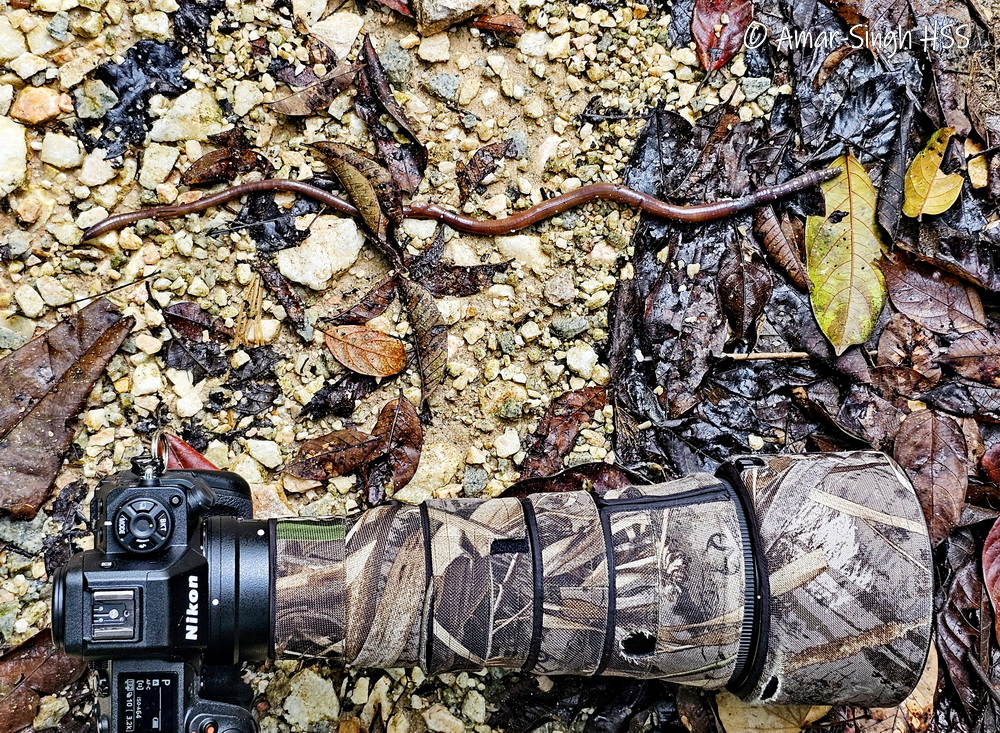 DrAmarMOH's tweet image. Not a bird, but any idea of the species of this very long earthworm I saw in the forest?
~45cm long but looked just like normal earthworms.
Magnificent creature.
#earthworm #Malaysia