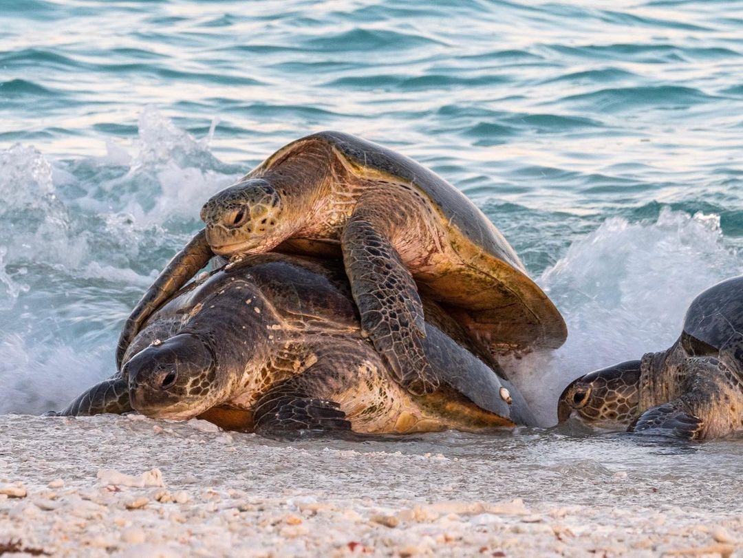 It's official, Turtle mating season has begun on Wilson Island ✨
⁠
📷️: IG/⁠shot.by.sheree⁠ #OnlyOnWilson <a href="/gladstoneregion/">Visit Gladstone</a> <a href="/Queensland/">Queensland Australia</a> #SeeAustralia