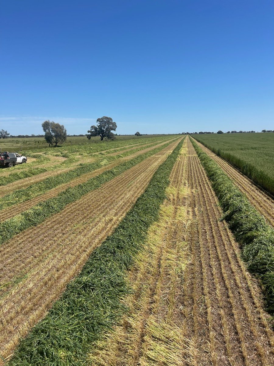 2023 oaten hay on the ground ready for a rain