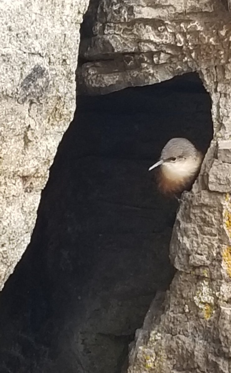 skywatcher789's tweet photo. A new bird sighting....Bewick's Wren....#birds #birdphotography #nature #naturephotography https://t.co/hrZelJFOVl