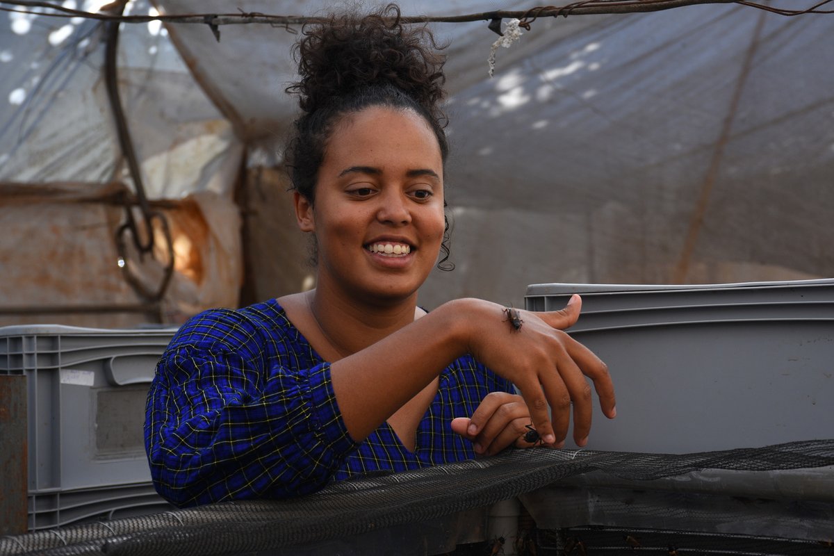ACIARAfrica's tweet photo. #DYK of #ACIAR's project 👉 Upscaling insect-based animal feed tech benefits for #sustainable agricultural intensification in 🌍?

It aims to: 
📈 quality &amp; quantity of #livestock &amp; 🐟 feed
📉 #gender gap
📈 💸generation
📈 waste mitigation

📌https://t.co/5J3gSgEMor
#ACIARImpact https://t.co/pBSs30NUcg