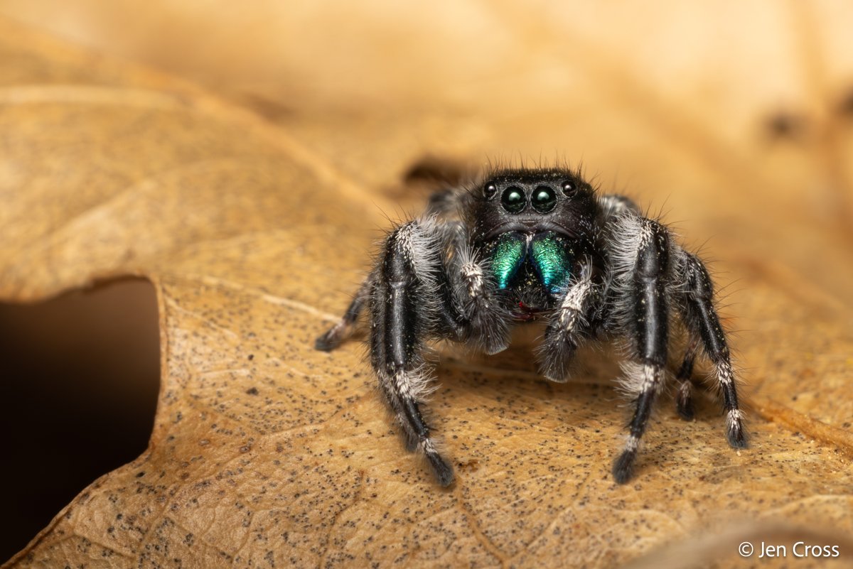 Tonight's #Arachtober is the sensational jumping spider with sparkly green chomple-bomps (chelicerae). None other than the Bold Jumping Spider! Jumping spiders are like little cats that chase after prey. They will even chase laser pointers! (Phidippus audax)