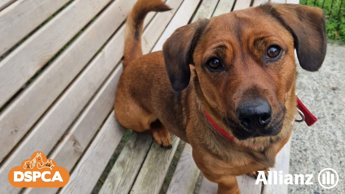 Meet Mocha, the sweetest little girl!🐾 As proud partners of the @dublinSPCA together we have chosen Mocha as our October Pet of Month in the hopes of finding her new paw-rents for cuddles and tummy rubs. Read more about Mocha dspca.ie/mocha-19634 #AnimalRescue #Ireland