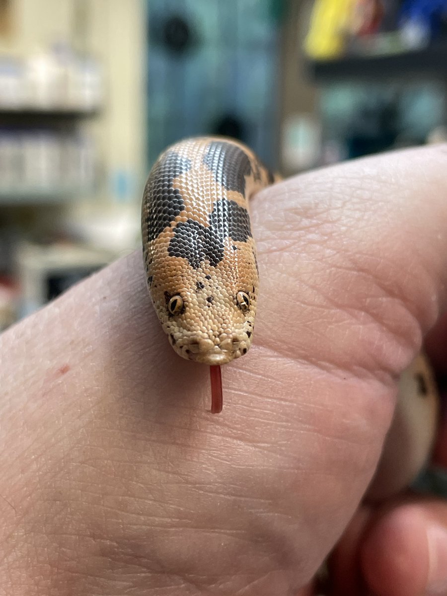 markowenmartin's tweet photo. Baby Carl is very popular in my virology seminar. #EmotionalSupportSnake https://t.co/uPeF41tkqL