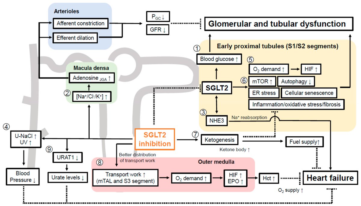 Kidneydial_MDPI's tweet photo. #Highlights of Review paper @Kidneydial_MDPI: "The Pathophysiological Basis of Diabetic Kidney Protection by Inhibition of #SGLT2 and #SGLT1" by 𝐘𝐮𝐣𝐢 𝐎𝐞 and 𝐕𝐨𝐥𝐤𝐞𝐫 𝐕𝐚𝐥𝐥𝐨𝐧 @ucsdnephrology
📗Full paper: https://t.co/hljoUJScEN
#DKD #CKD https://t.co/CE8NVXRhs7