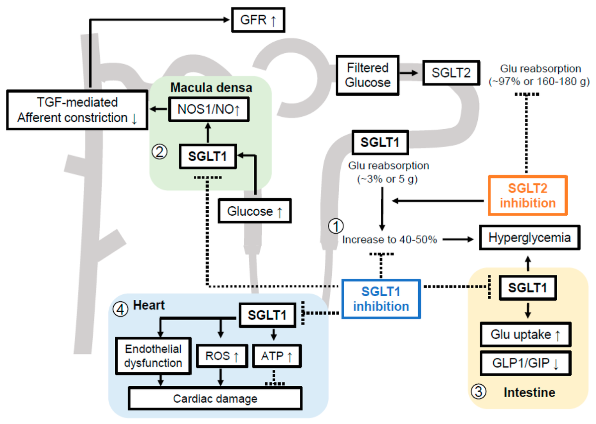 Kidneydial_MDPI's tweet photo. #Highlights of Review paper @Kidneydial_MDPI: "The Pathophysiological Basis of Diabetic Kidney Protection by Inhibition of #SGLT2 and #SGLT1" by 𝐘𝐮𝐣𝐢 𝐎𝐞 and 𝐕𝐨𝐥𝐤𝐞𝐫 𝐕𝐚𝐥𝐥𝐨𝐧 @ucsdnephrology
📗Full paper: https://t.co/hljoUJScEN
#DKD #CKD https://t.co/CE8NVXRhs7