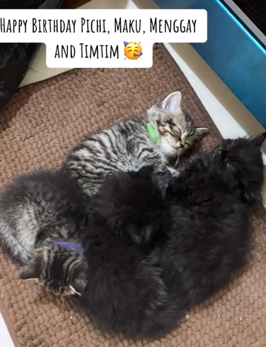 SB19KENTINATION's tweet image. Happy MEOW-mazing birthday to these FURballs of sunshine!🥳 

@SB19Official #KENTIN #KURSE